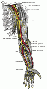Nerves_of_the_left_upper_extremity[1]